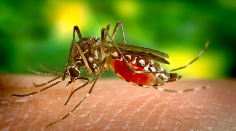 Mosquito Aedes aegypti.